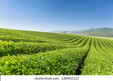 beautiful tea plantation scenery in spring - Shutterstock ID 1384415123