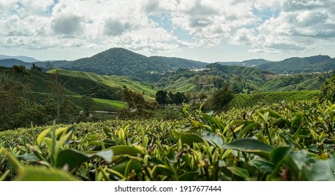 Beautiful Tea Plantations Land In The Morning At Cameron Highlands, Pahang,  Malaysia.