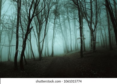 Beautiful Teal Fog Forest Stock Photo 1061015774 | Shutterstock