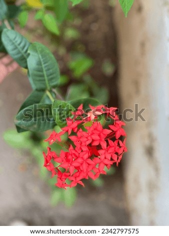 Beautiful techi flower or ixora flower or jungle geranium
