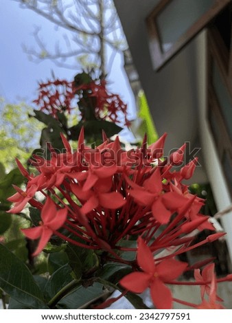 Beautiful techi flower or ixora flower or jungle geranium