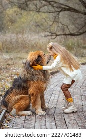 A beautiful teenage girl walks with a Tibetan mastiff dog and plays together outdoors. Man's best friend.