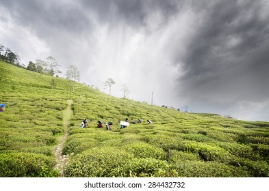 Beautiful Temi Tea Garden Namchiravanglasikkim Stock Photo (Edit Now ...