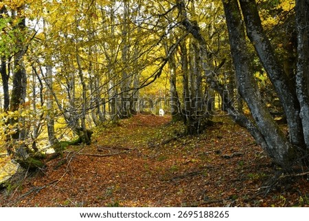 Beautiful temperate, deciduous, broadleaf beech forest in autumn