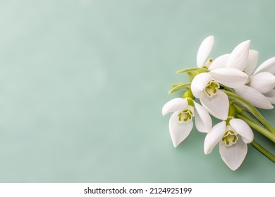 beautiful template for greeting card, space for text. one snowdrop or a bouqyet at the edge of the photography, blurry green background. first forest flowers, under the snow. hello spring, march 8, 