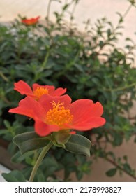 A Beautiful Ten O Clock Flower In The Balcony Garden