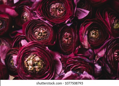 Beautiful Tender Blossoming Dark Purple Ranunculus Flowers Texture, Close Up View