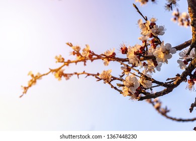 Beautiful tender cherry tree blossom in morning purple sun light, floral background, spring blooming flowers