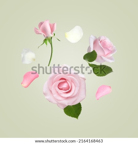 Beautiful tender roses flying on light background