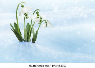 Beautiful tender spring snowdrops growing through snow, space for text 
