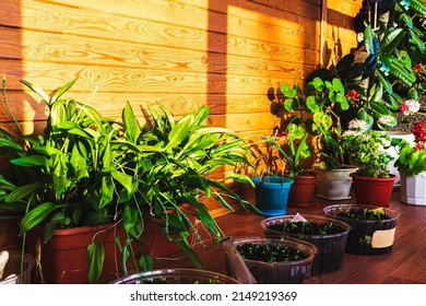 Beautiful terrace with many plants. Sunset time, spring. Biophilia concept.