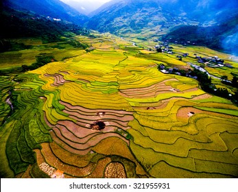 Beautiful terraced rice field in harvest season in Mu Cang Chai, Vietnam from aerial view.