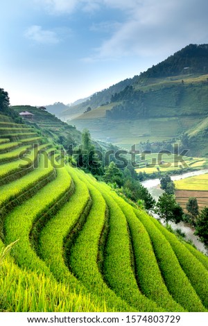 Beautiful terraced rice paddy field and mountain landscape in Mu Cang Chai. Rice is still green and spread across the mountains in Mu Cang Chai, Vietnam