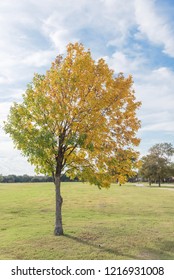 Beautiful Texas Cedar Elm Tree In Urban Park In Fall Season. Stunning Yellow Fall Foliage Color