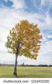 Beautiful Texas Cedar Elm Tree In Urban Park In Fall Season. Stunning Yellow Fall Foliage Color