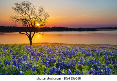 Beautiful Texas Spring Sunset Over A Lake. Blooming Bluebonnet Wildflower Field And A Lonely Tree Silhouette. 