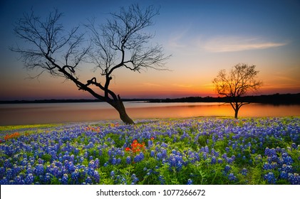 Beautiful Texas spring sunset over a lake. Blooming bluebonnet wildflower field and tree silhouettes. - Powered by Shutterstock