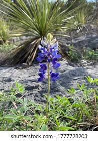 The Beautiful Texas State Flower, A Bluebonnet 