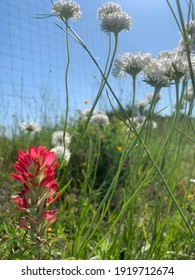 Beautiful Texas Wild Flowers In Bloom 