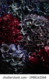 Beautiful texture of dark burgundy, blue, green and purple coloured hydrangea flowers, close up view