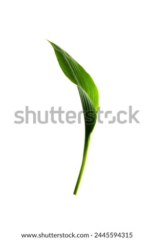 Beautiful texture of fallen leaves and plants on a white background