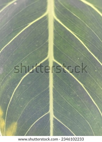 Similar – Image, Stock Photo HB09.1