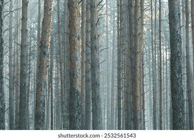 Beautiful texture of straight tree trunks in the forest, sunlight. Tree bark. Pine, spruce, birch. Peace, tranquility, eternity, balance. Art photography, beautiful background, interior design - Powered by Shutterstock