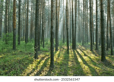 Beautiful texture of straight tree trunks in the forest, sunlight. Tree bark. Pine, spruce, birch. Peace, tranquility, eternity, balance. Art photography, beautiful background, interior design - Powered by Shutterstock