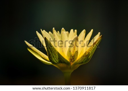 Similar – close up of a flower with white and pink petals of helipterum roseum