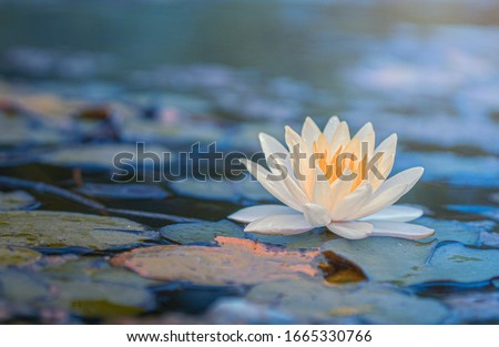Beautiful  Thai Lotus that has been appreciated with the dark blue water surface, At garden public
