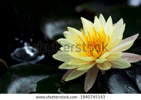 Beautiful  Thai Lotus that have been appreciated with dark blue water surface