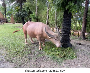 Beautiful Thai Water Buffalo, Albino Buffalo, Selective Focus