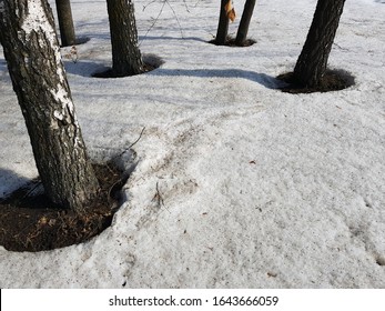 Beautiful thawed trees in spring in the snow