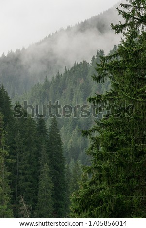 Beautiful thick dark green pine tree with a moody, misty pine forest in the background. Forested mountain slope in low lying cloud. Landscape in vintage retro hipster style.
