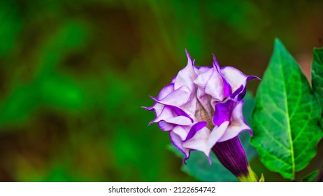 Beautiful thorn apple with violet and white flower in backlit. Indian Datura stramonium , known by the common names thorn apple