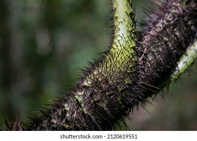 Beautiful Thorns Rattan Plant Suitable Background Stock Photo ...