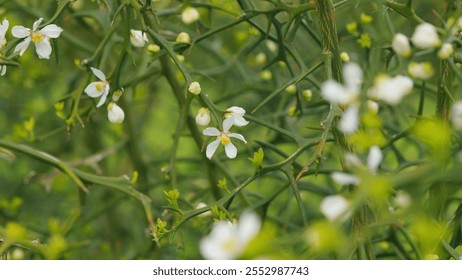 Beautiful Thorny Tree On A Sunny Spring Day. Fruit Flower Japanese Bitter Orange. Close up. - Powered by Shutterstock