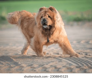 Beautiful thoroughbred chow-chow dog runs outdoors.