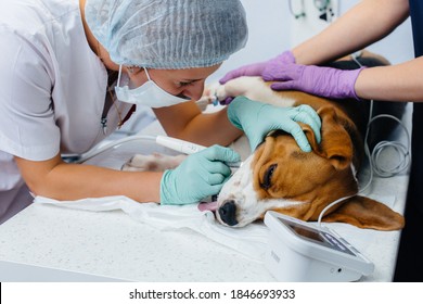 A Beautiful Thoroughbred Dog Is Given Dental Cleaning And Dental Procedures In A Modern Veterinary Clinic