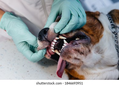 A Beautiful Thoroughbred Dog Is Given Dental Cleaning And Dental Procedures In A Modern Veterinary Clinic