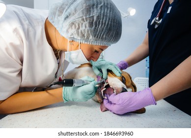 A Beautiful Thoroughbred Dog Is Given Dental Cleaning And Dental Procedures In A Modern Veterinary Clinic