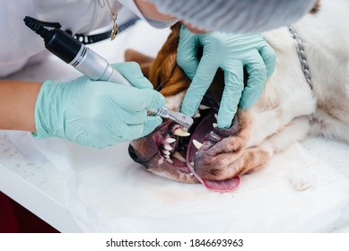 A Beautiful Thoroughbred Dog Is Given Dental Cleaning And Dental Procedures In A Modern Veterinary Clinic