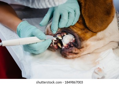 A Beautiful Thoroughbred Dog Is Given Dental Cleaning And Dental Procedures In A Modern Veterinary Clinic