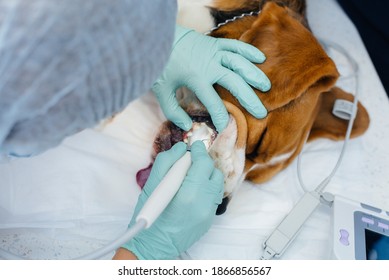 A Beautiful Thoroughbred Dog Is Given Dental Cleaning And Dental Procedures In A Modern Veterinary Clinic