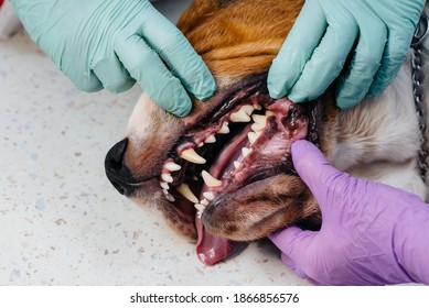 A Beautiful Thoroughbred Dog Is Given Dental Cleaning And Dental Procedures In A Modern Veterinary Clinic