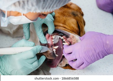 A Beautiful Thoroughbred Dog Is Given Dental Cleaning And Dental Procedures In A Modern Veterinary Clinic