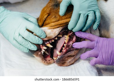 A Beautiful Thoroughbred Dog Is Given Dental Cleaning And Dental Procedures In A Modern Veterinary Clinic