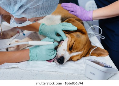 A Beautiful Thoroughbred Dog Is Given Dental Cleaning And Dental Procedures In A Modern Veterinary Clinic