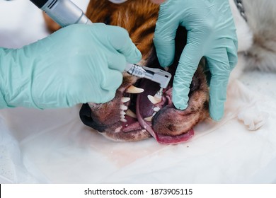 A Beautiful Thoroughbred Dog Is Given Dental Cleaning And Dental Procedures In A Modern Veterinary Clinic