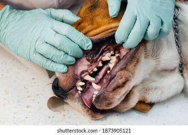 A Beautiful Thoroughbred Dog Is Given Dental Cleaning And Dental Procedures In A Modern Veterinary Clinic